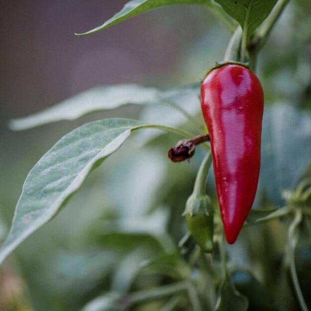 محمص الاصيل